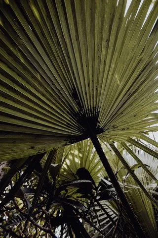 葡萄牙里斯本贝伦热带植物园