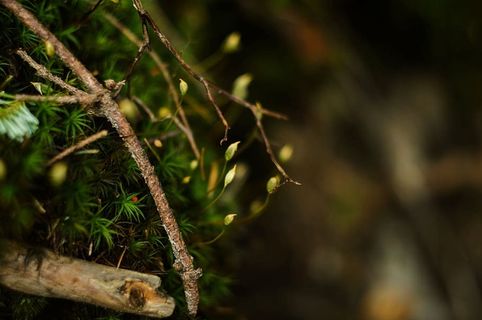 选择性，聚焦照片，绿色，带叶，植物，近距离，照片，叶