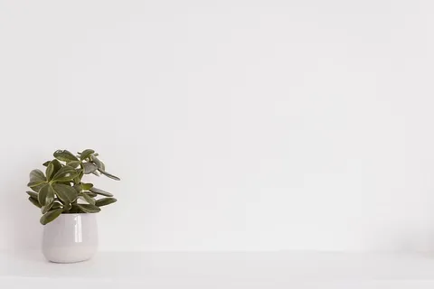 白色陶瓷花瓶上的绿色盆栽植物 白色陶瓷花瓶上的绿色盆栽植物