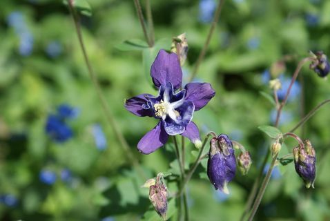aquilegia，开花，紫色，花，野花，开花植物，植物，脆弱