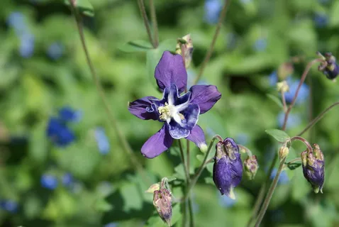 aquilegia，开花，紫色，花，野花，开花植物，植物，脆弱