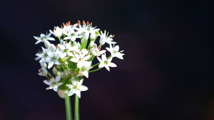 花，白色，自然，植物，花园，季节，颜色，清新