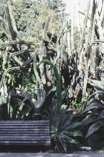 植物,家具,里斯本,葡萄牙,芦荟,仙人掌,热带,自然 植物,家具,里斯本,葡萄牙,芦荟,仙人掌,热带,自然