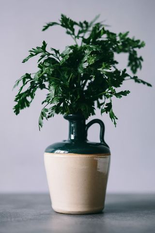 欧芹、黄瓜、青豆和其他绿色植物