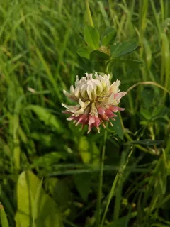 三叶草, 白三叶草, 荷兰三叶草, Amor 爬行, 白粥, 豆类, 蝴蝶, 植物