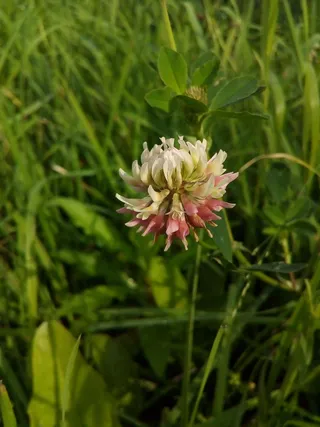 三叶草, 白三叶草, 荷兰三叶草, Amor 爬行, 白粥, 豆类, 蝴蝶, 植物