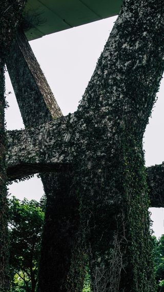 新加坡, 莱佛士大道, 自然, 植物, 葡萄藤, 人类, 城市, 设计