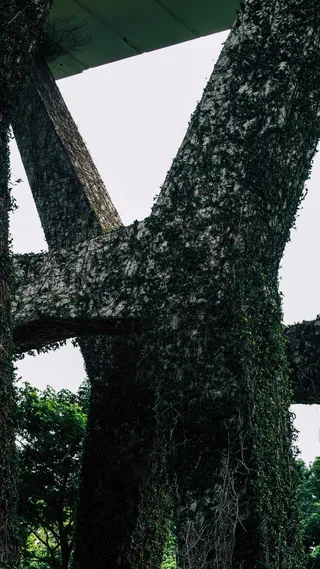 新加坡, 莱佛士大道, 自然, 植物, 葡萄藤, 人类, 城市, 设计