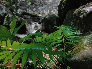 哥伦比亚吉拉多，自然，森林，植物，生长，叶，植物部分