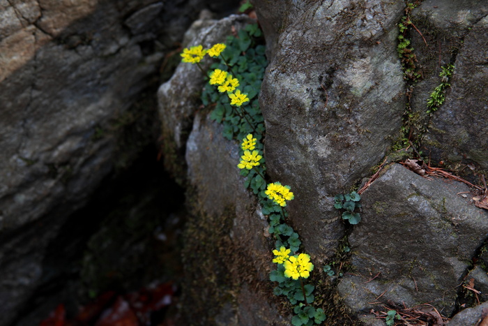 自然、岩石、户外、花卉、植物、野花、锄头景观、搅拌武器景观