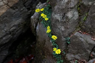 自然、岩石、户外、花卉、植物、野花、锄头景观、搅拌武器景观