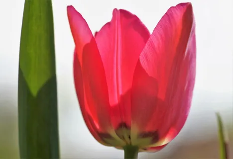郁金香,粉色,春天,花园,球茎花卉,花卉,春季,开花 郁金香,粉色,春天,花园,球茎花卉,花卉,春季,开花