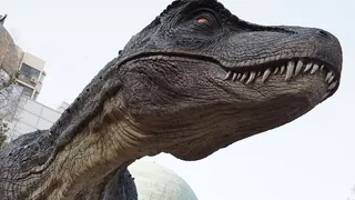 动物、自然、野生、公园、动物代表、无人类、艺术和工艺、动物身体部位