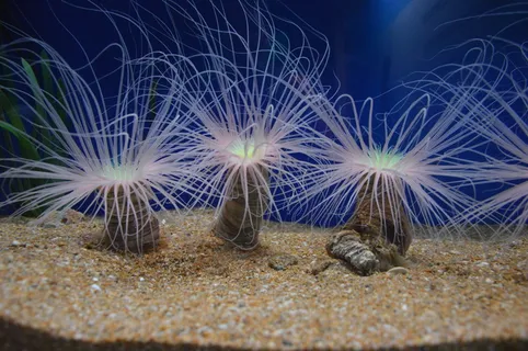 藻类，海洋，海藻，花，植物，没有人，自然，美丽的大自然