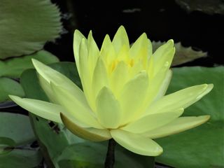 莲花、莲花、池塘花、黄花、花、开花植物、植物、大自然之美