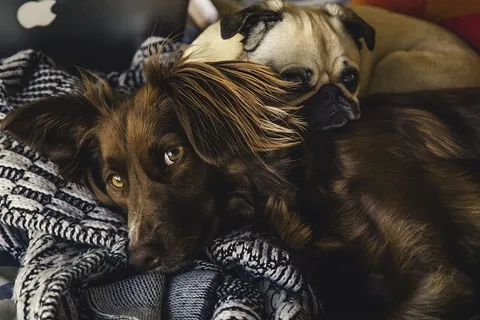 爱,人,可爱,皮毛,可爱,动物,品种,狗 爱,人,可爱,皮毛,可爱,动物,品种,狗