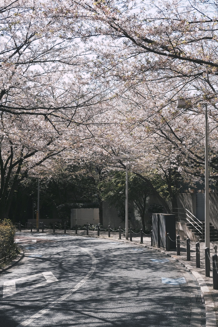 路边的樱花