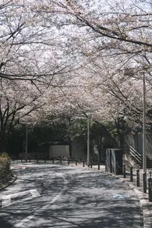 路边的樱花 路边的樱花