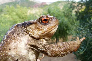 蟾蜍、大蟾蜍、蝙蝠、疣、粗糙的皮肤、动物、动物主题、动物野生动物