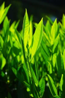 月桂叶、树叶、绿色、背光、浅绿色、绿荫、明亮、樟子李 月桂叶、树叶、绿色、背光、浅绿色、绿荫、明亮、樟子李