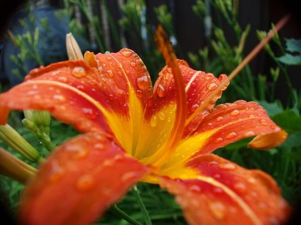 老虎，莉莉，百合，老虎百合，花，橙，雨，滴