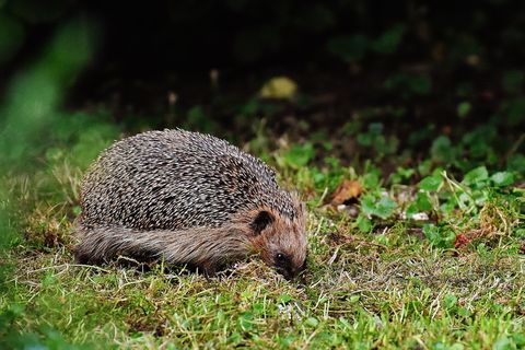 草地上的棕色刺猬