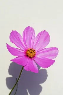 粉色宇宙花特写。 粉色宇宙花特写。