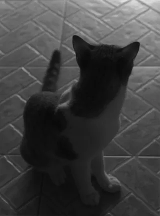 哺乳动物、猫、宠物、动物、阿比西尼亚、皮带、manx、地板