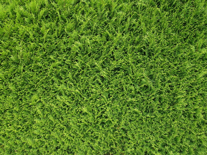 绿色草坪，Thujenhece，树篱，thuje，thuja，纹理，图案，背景
