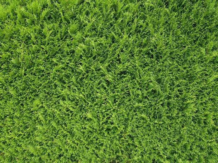 绿色草坪，Thujenhece，树篱，thuje，thuja，纹理，图案，背景