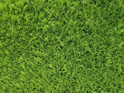 绿色草坪，Thujenhece，树篱，thuje，thuja，纹理，图案，背景