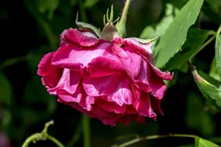 自然，玫瑰，夏天，植物，开花植物，花，新鲜度，花瓣