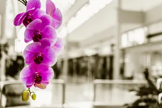 商场，兰花，粉色，负空间，花，植物，开花，设计