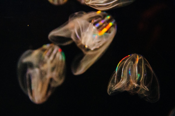 水母壁纸, 黑色背景, 多色, 动物主题, 动物, 没有人, 特写, 工作室拍摄