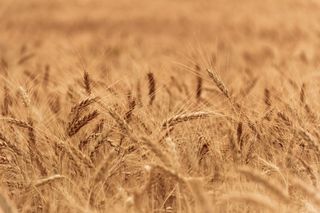 麦田，特写，种植，自然，户外，干燥，金色，黄色