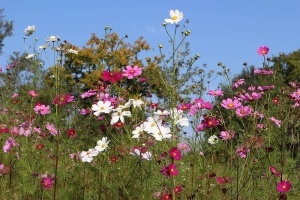 混合物，花朵，田野，自然，粉色，白色，绿色，花朵