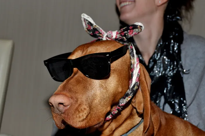 小猎犬,狗,忠诚,家养,家养动物,哺乳动物,宠物,一种动物 小猎犬,狗,忠诚,家养,家养动物,哺乳动物,宠物,一种动物