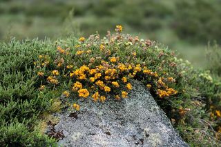 澳大利亚，科斯库兹科国家公园，死马溪，岩石，原生花卉，花卉，生长，植物