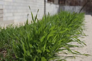 植物，绿色，绿色，生长，植物，自然，没有人，特写