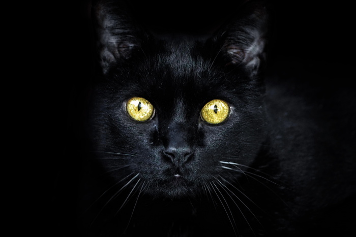 黑猫，金眼睛，猫，伪装，眼睛，黑色，动物主题，动物