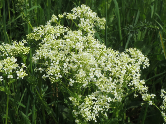 lepidium draba，whitetop，灰水芹，野花，植物区系，花，花序，植物