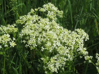 lepidium draba，whitetop，灰水芹，野花，植物区系，花，花序，植物