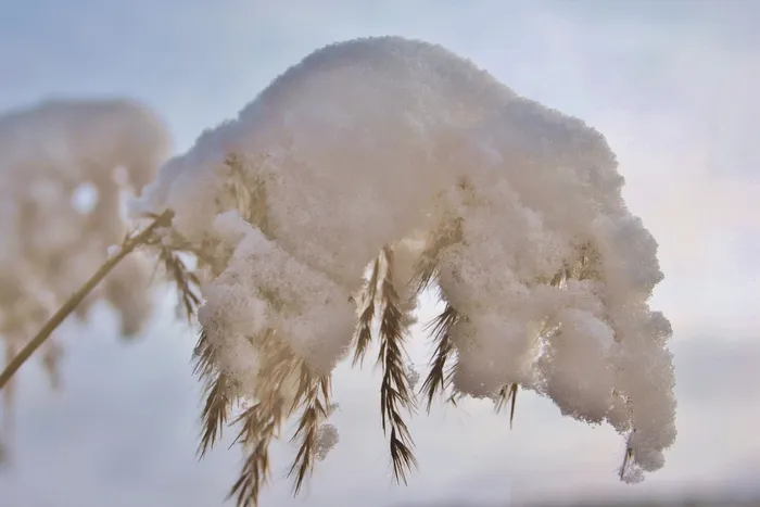 冬天，霜冻，寒冷，下雪，冬天，风景，白色，冰冷