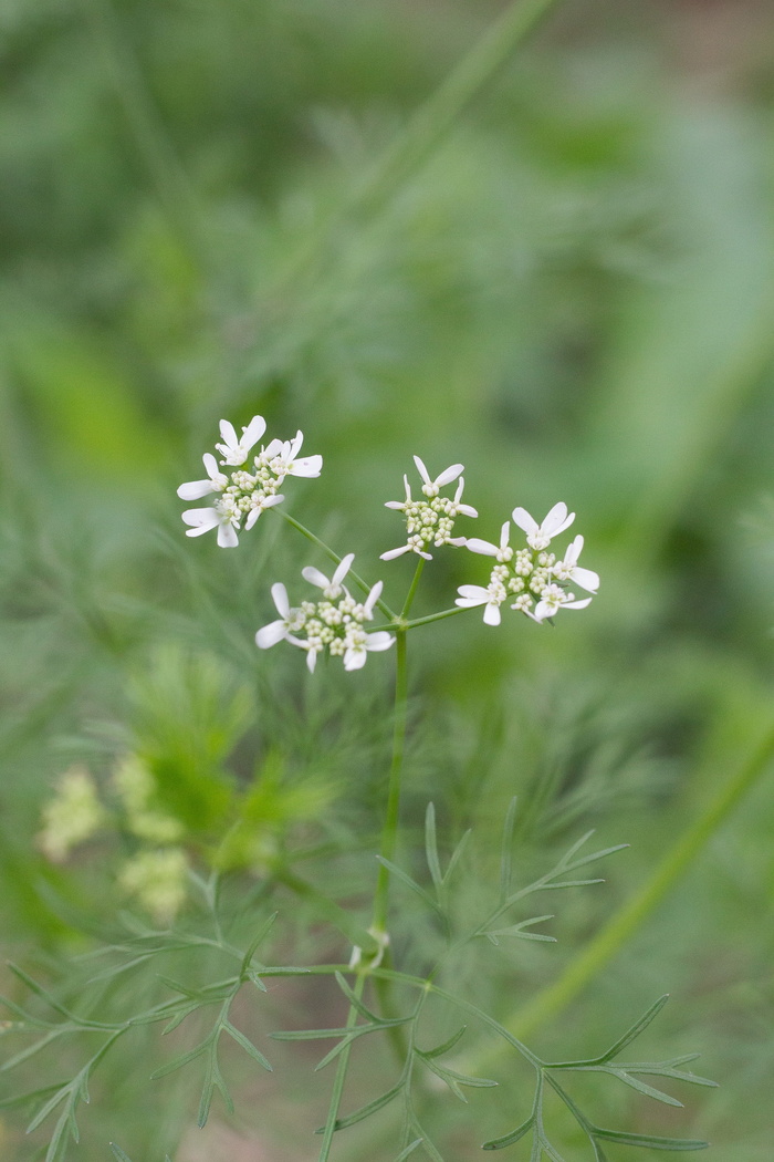 香菜，香菜i，香菜，香菜，香菜，香菜花，小花，花可爱，花