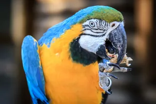 金刚鹦鹉，ave，鸟，鹦鹉，动物，热带鸟，奇异鸟，动物