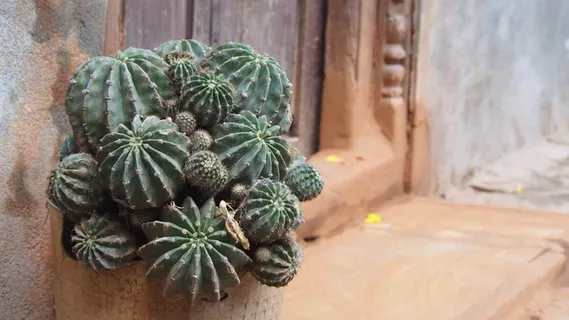 尼泊尔,沙子,道路,门,植物,仙人掌,花,植物 尼泊尔,沙子,道路,门,植物,仙人掌,花,植物