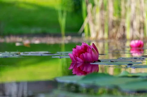 特写摄影,粉红,百合花,睡莲,花,开花,开花,镜像 特写摄影,粉红,百合花,睡莲,花,开花,开花,镜像