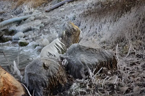冬天,霜冻,冰雪,野生动物,寒冷的温度,自然,野生动物 冬天,霜冻,冰雪,野生动物,寒冷的温度,自然,野生动物