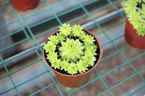 肉质,植物,绿色,盆栽,生长,绿色,没有人,高角度观看 肉质,植物,绿色,盆栽,生长,绿色,没有人,高角度观看