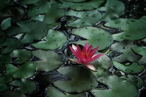 红色,莲花,莲花荚,开花,开花,植物群,花,叶 红色,莲花,莲花荚,开花,开花,植物群,花,叶